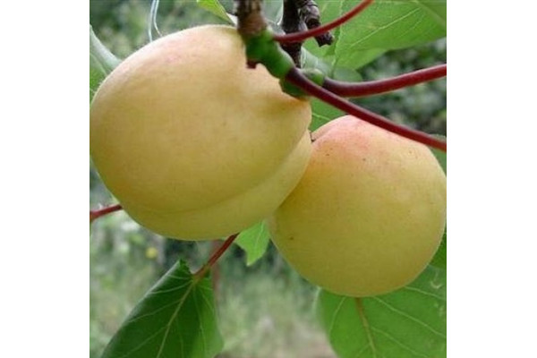 Абрикос Ананасний