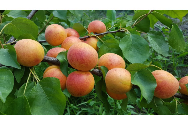 Абрикос Персиковий