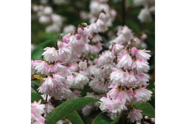 Дейція Строберрі