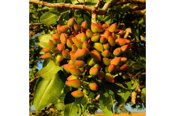 Фісташка Амелія