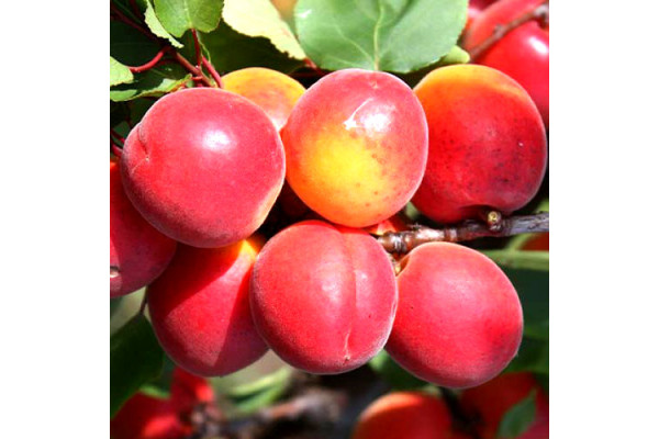 Абрикос Біг Ред