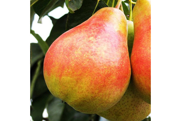 Груша Диколор