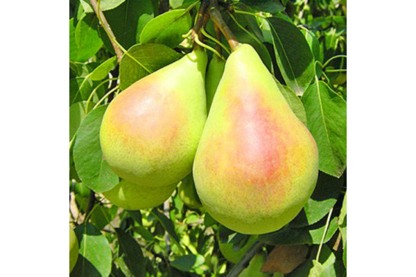 Груша Санта Марія