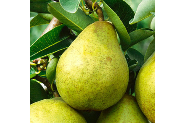 Груша Кюре (Вільямс зимовий)