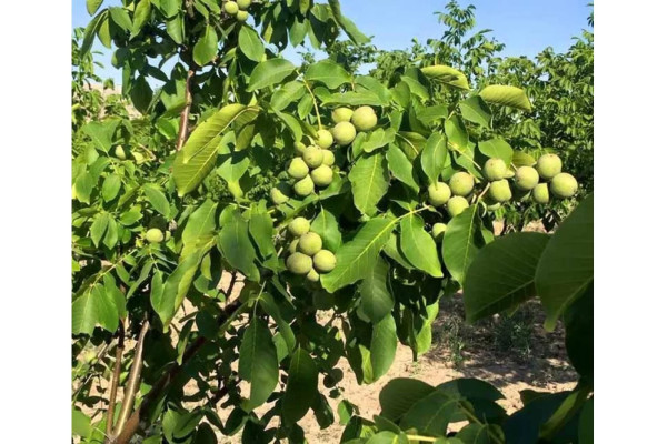 Горіх волоський Великоплідний (закрита коренева, у вазоні, трирічний)