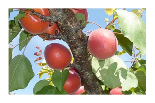 Абрикос Дженгат