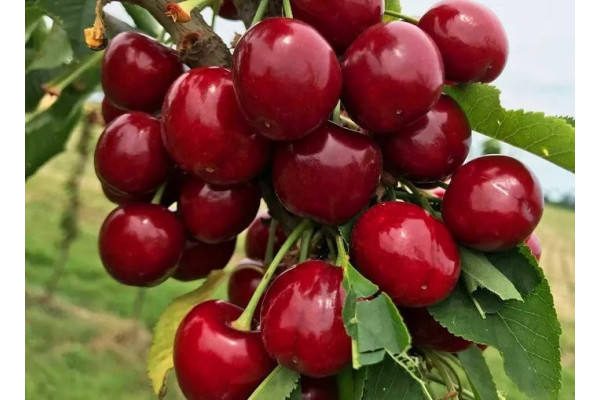 Черешня Ерлі Бігі