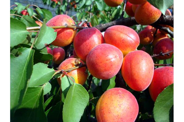 Абрикос Червонощокий