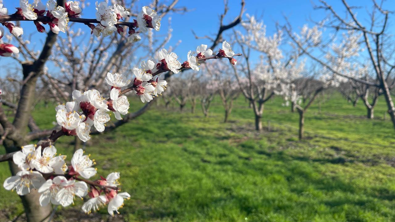 Весняний сад